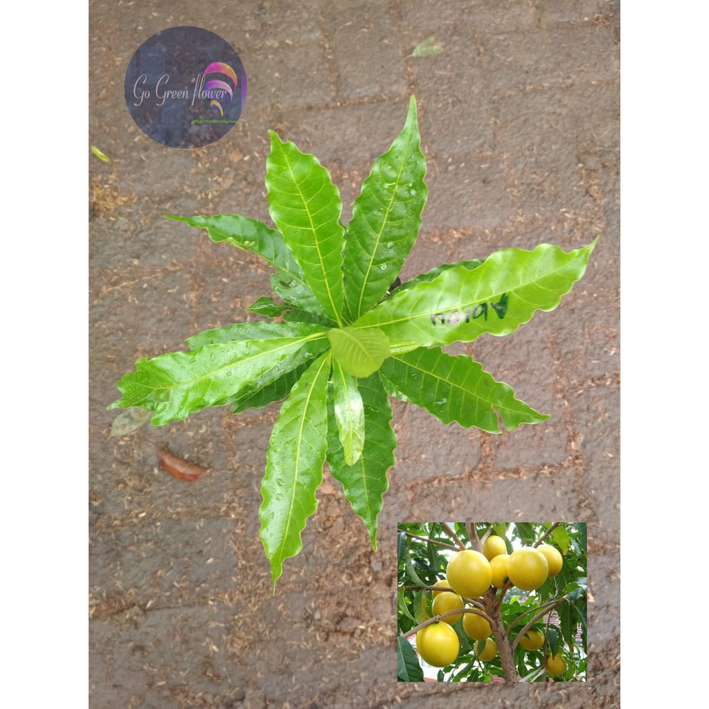 BIBIT BUAH ABIU TANAMAN ABIU