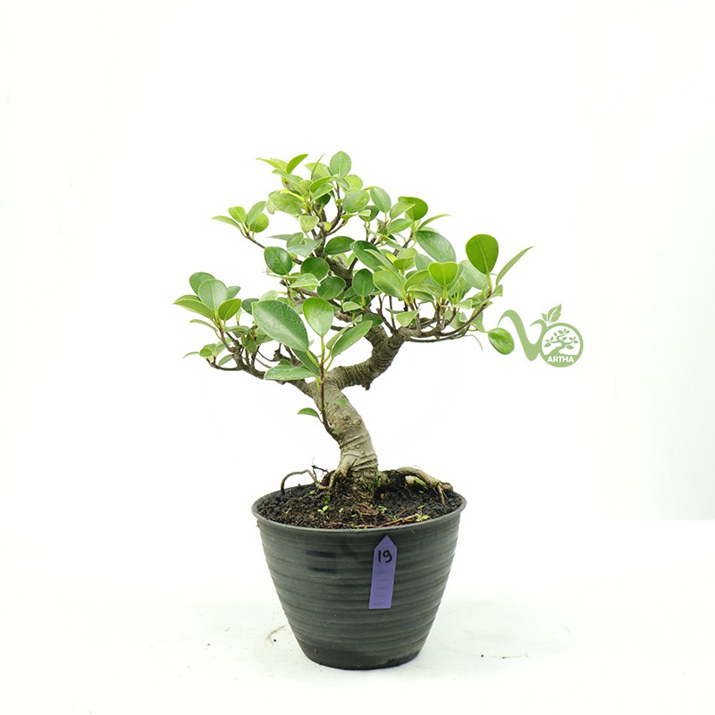 Bonsai Ficus Microcarpa - 19