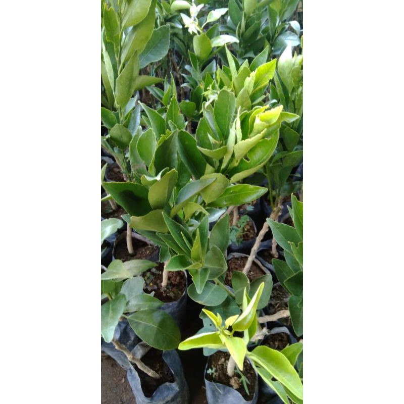 

santang madu berbuah