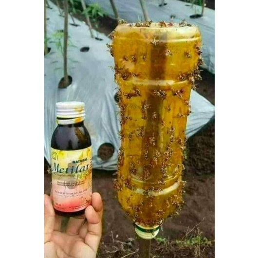 Lem Perangkap Lalat Serangga & Lalat Buah Nasa