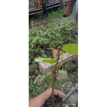 bibit anggur berbunga