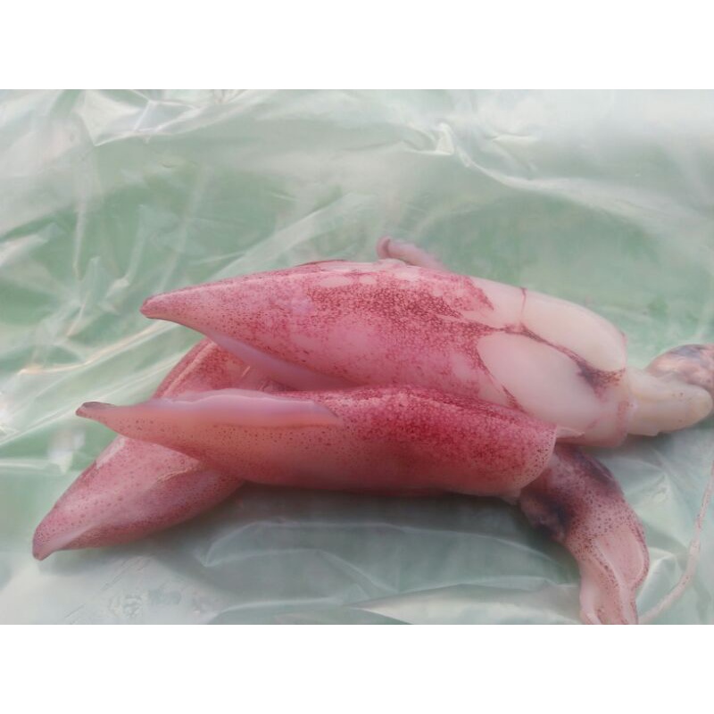 

cumi segar 250gr