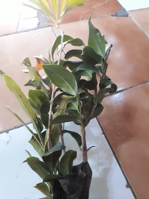 Bibit Bunga Camelia Supermurah