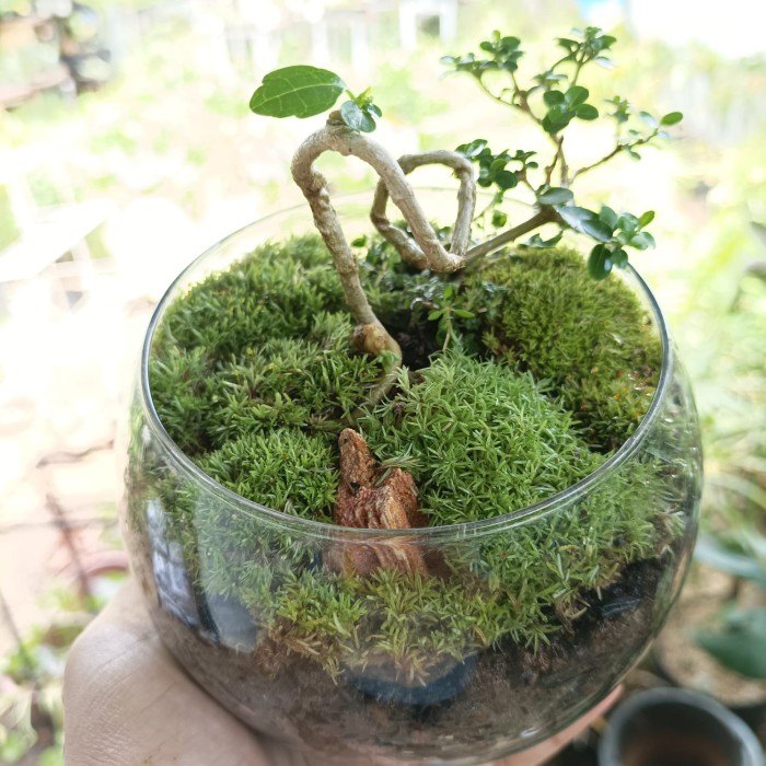 Small Forest Hope Hill - Terrarium Hutan - Gift Plant - Kado tanaman a