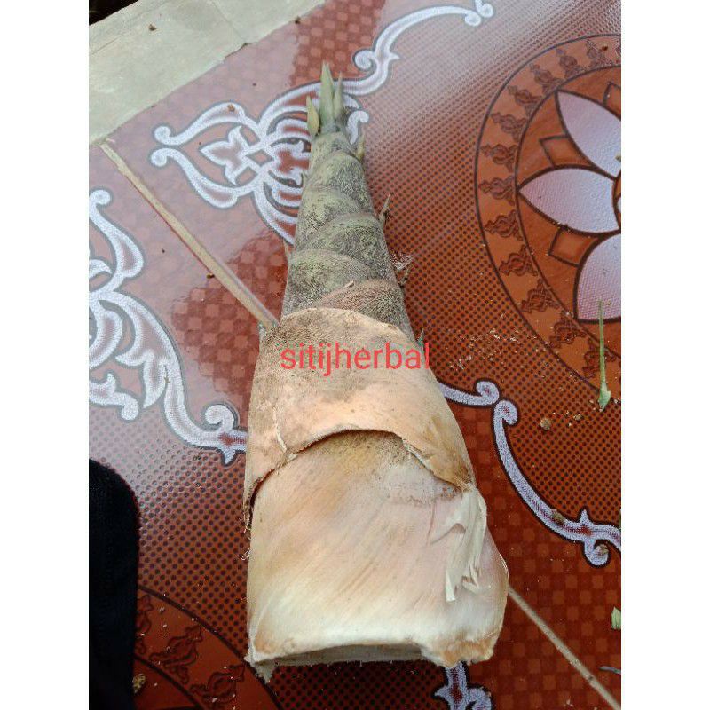 

rebung ambu hiam 1 kģ