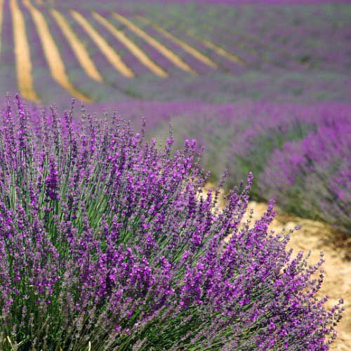 Benih Bibit Biji - Bunga English Lavender (Lavandula Angustifolia) Seeds - IMPORT