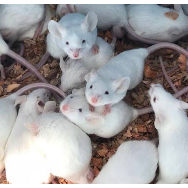tikus mencit putih medium