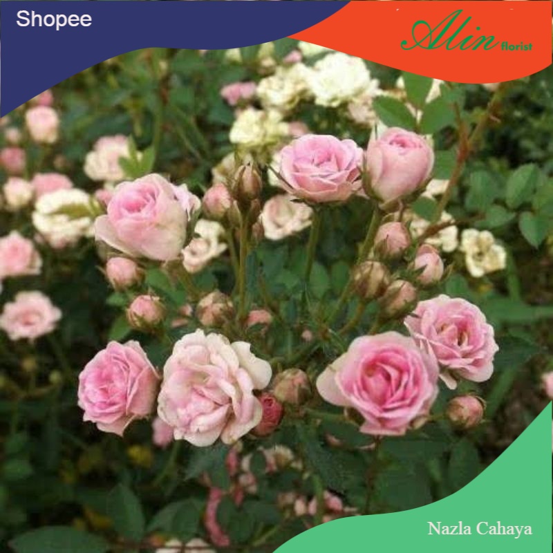 Tanaman mawar baby rose / mawar baby rose bunga mawar baby rose
