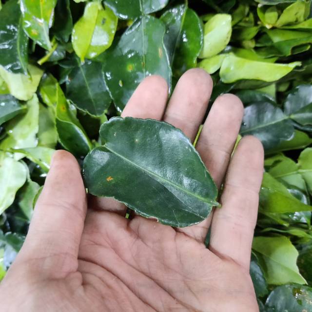 

Daun Jeruk 250 gram