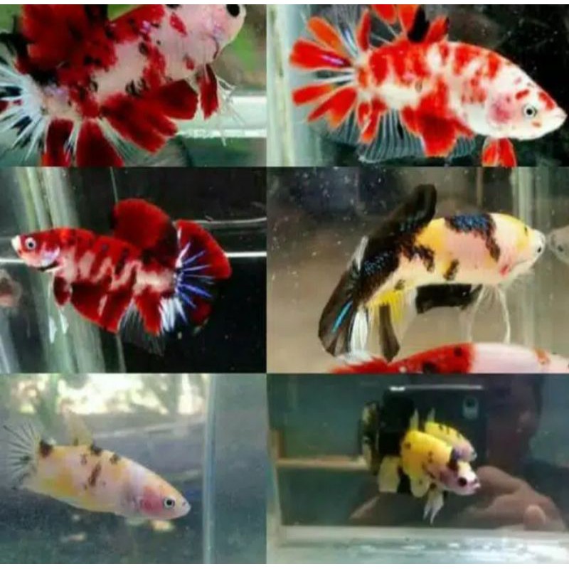 IKAN CUPANG PLAKAT KOI 1 PAIR/ 1 PASANG