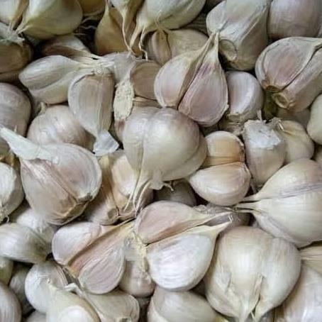 

[[COD]] Bawang putih kating SPECIAL Kode 360