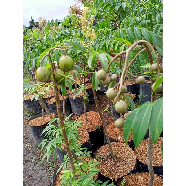 Tanaman Buah Kedondong Sudah Berbuah