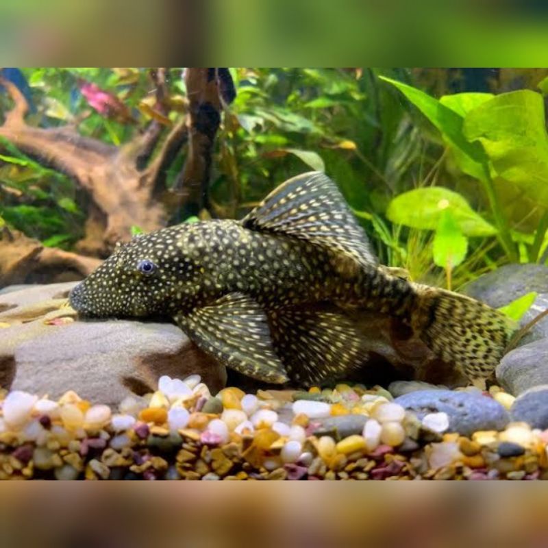 Pleco L144 - Ikan Hias Pembersih Aquarium Aquascape