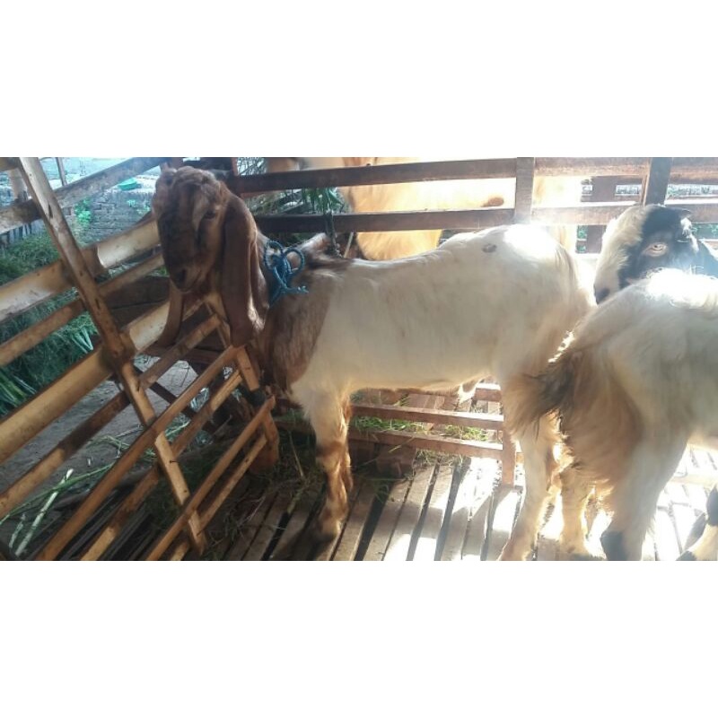 

Promo kambing qurban