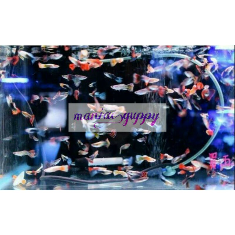 ikan guppy cendolan 20 ekor