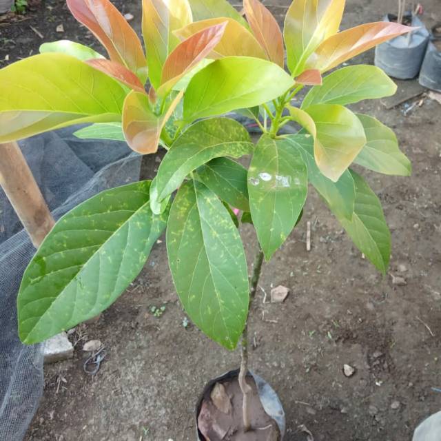 Bibit alpukat pluwang