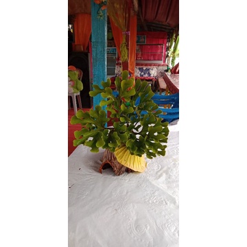 Size M 5 pohon ( 100 rb) PLATYCERIUM RIDLEYI