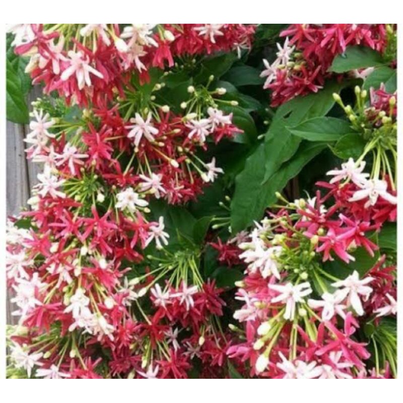 

Paket 5pcs melati belanda - pohon melati belanda