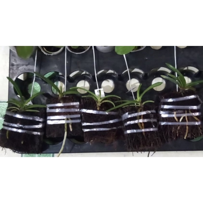 Bibit Anggrek jenis Sedling