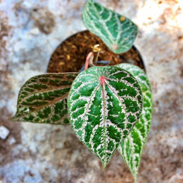 Tanaman hias sirih merah -tanaman herbal sirih merah