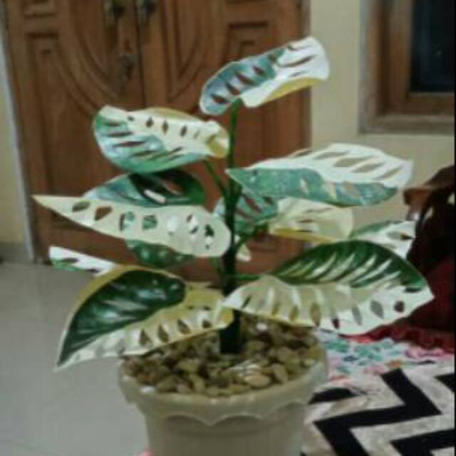 Monstera Variegata (Janda Bolong) Sintetis Plastik