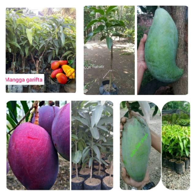 Paket 4 bibit mangga