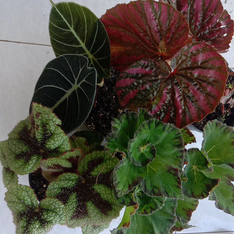 paket begonia