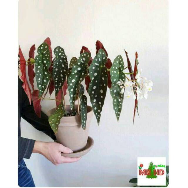Tanaman hias Begonia  polkadot  anggel wing Shopee Indonesia
