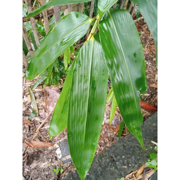 

daun bambu lebar/bacang segar 100 lembar