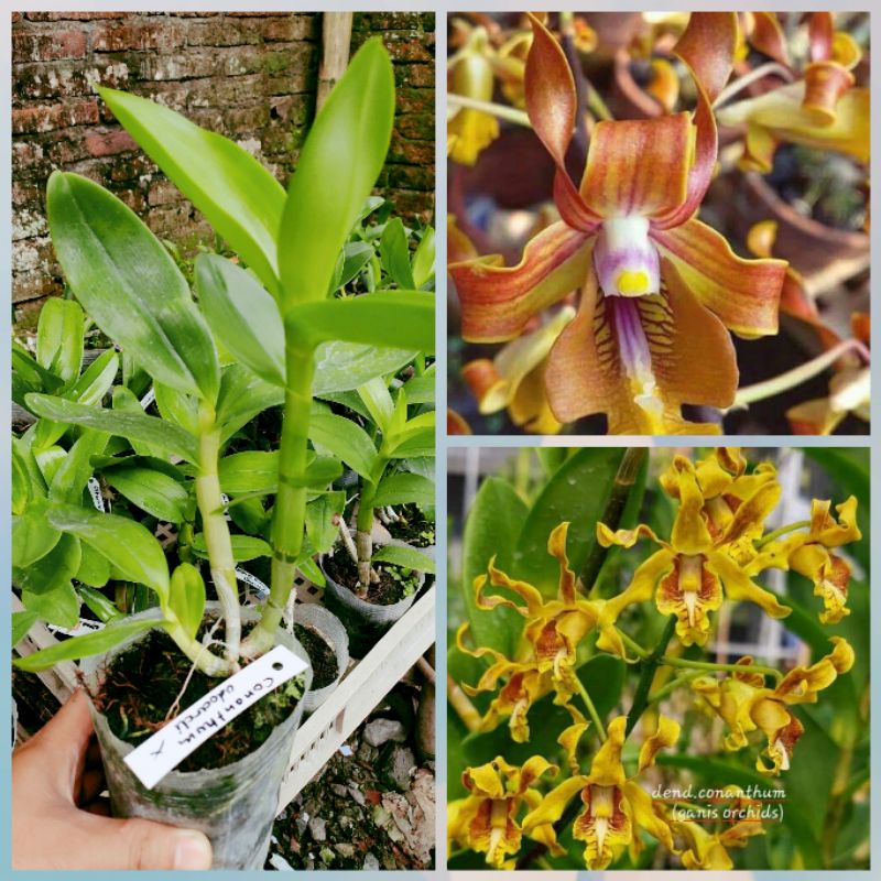 dendrobium keriting..