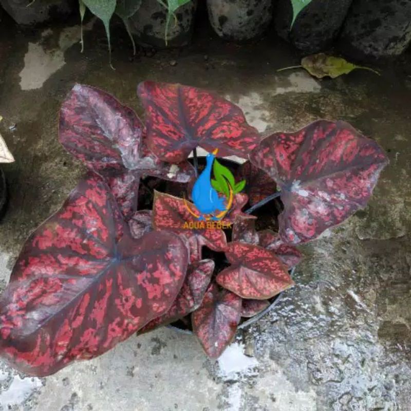 Bonggol Caladium seven luck type 1 keladi hias hybrit thailand