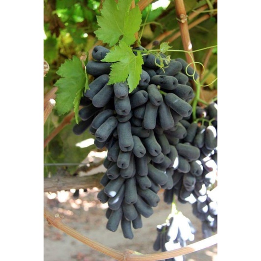 Bibit Anggur Import hitam panjang super