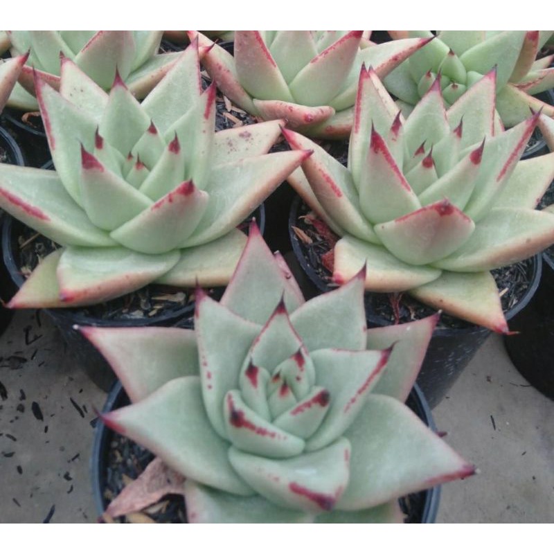 SUKULEN/KAKTUS IMPORT