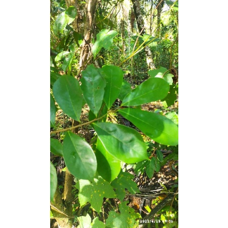 

daun sirsak harga / lembar