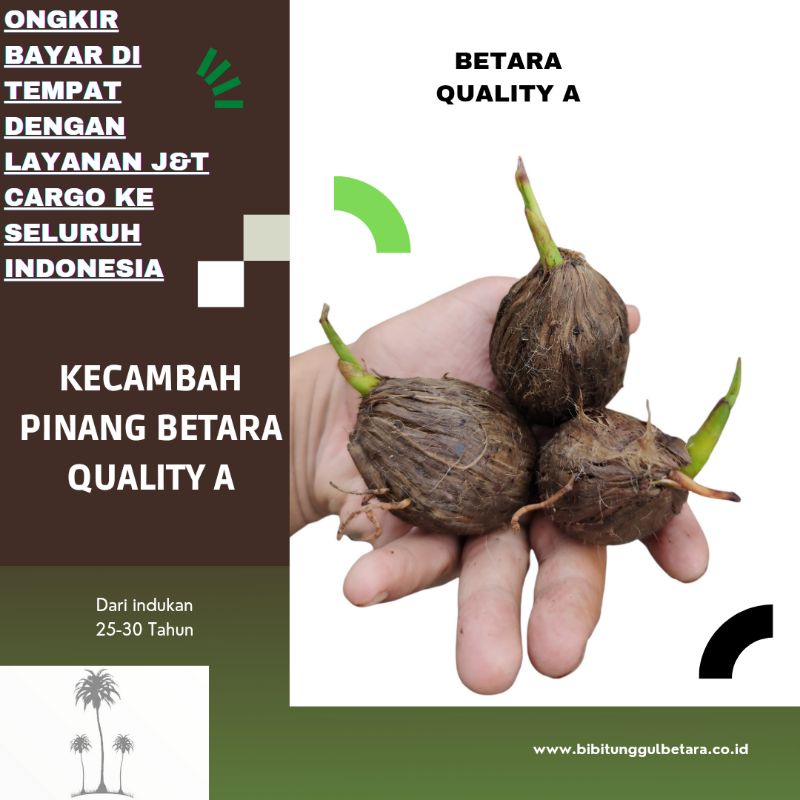 Kecambah Pinang Betara Quality A ongkir Bayar Di Tempat