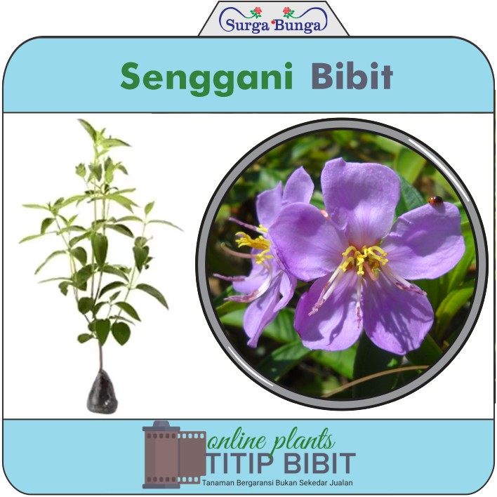 Senggani Import, tanaman obat herbal