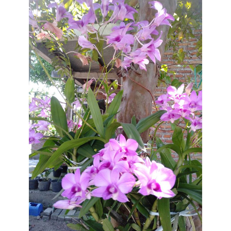 Anggrek Dendrobium Larat Dewasa