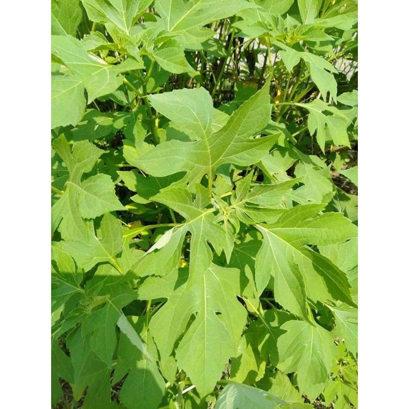 

Daun insulun kipahit segar 500 grm