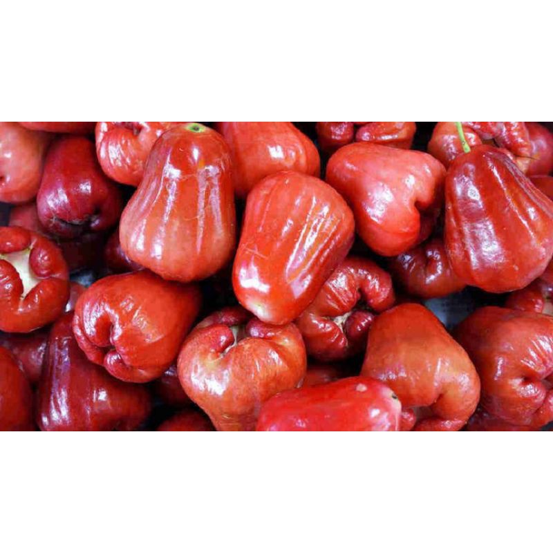 BUAH JAMBU AIR CITRA MERAH 1kg