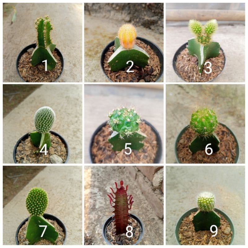 Tanaman Hias Kaktus Sukulen/Succulent Ukuran Mini Okulasi