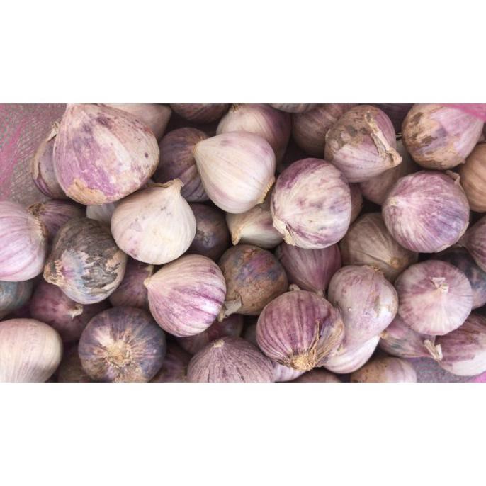 

New Arrival - Bawang Putih Tunggal