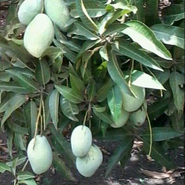 

Mangga fres langsung dari pohon nya
