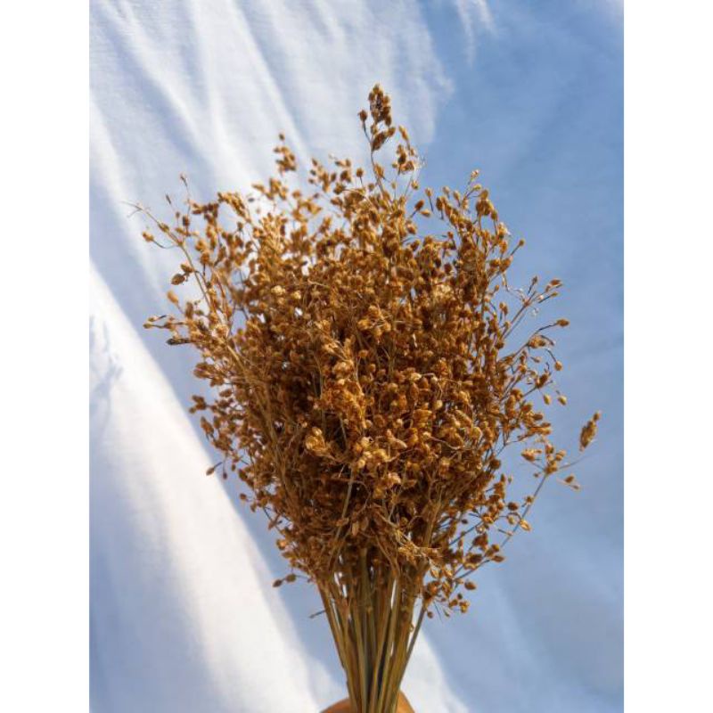 Bunga kering Aesthetic/ Bunga