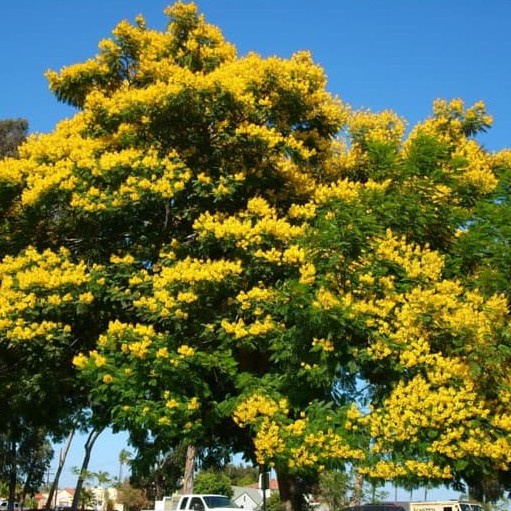 Kedaibenih - Benih Bibit Johar ~ 10 Biji