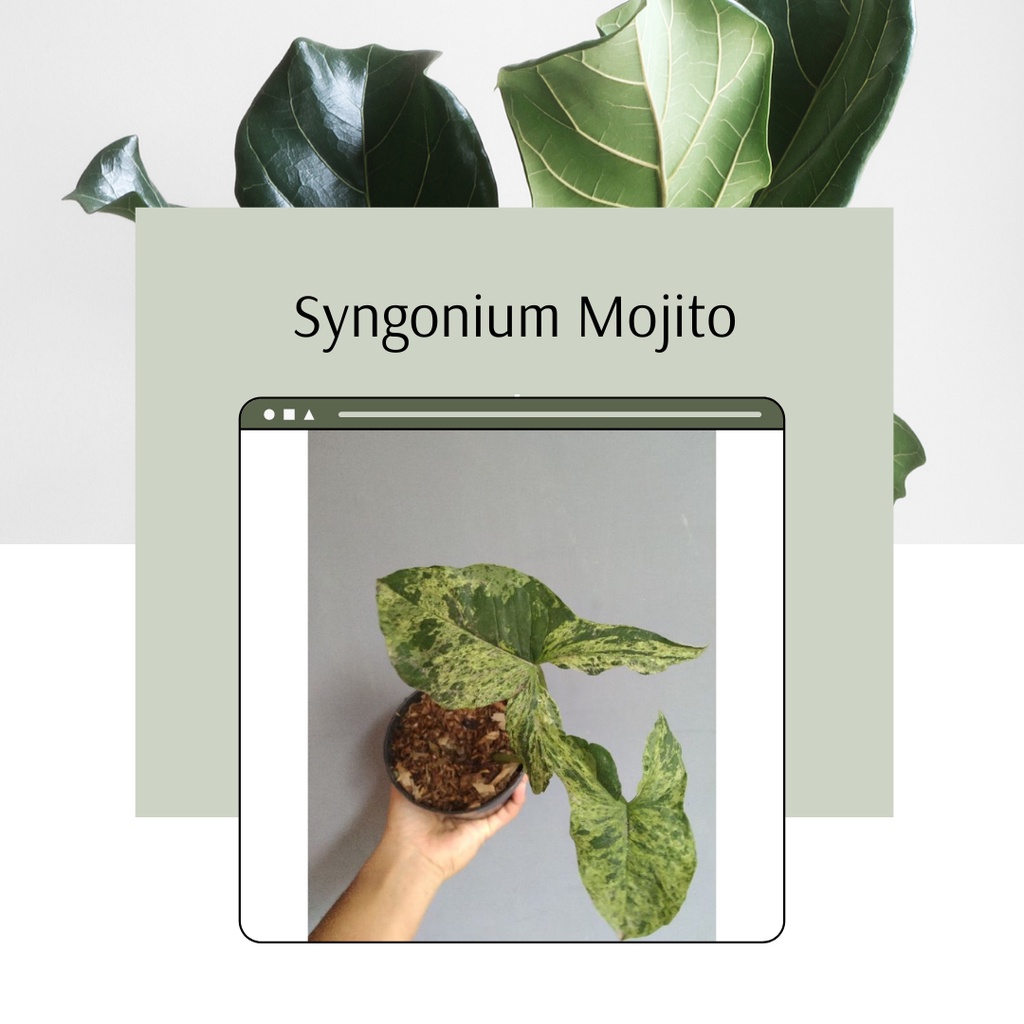 Syngonium Mojito Tanaman Hias Mojito Syngonium