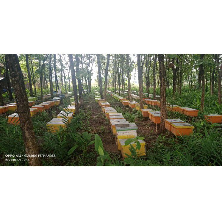 lebah madu bibit apis melifera