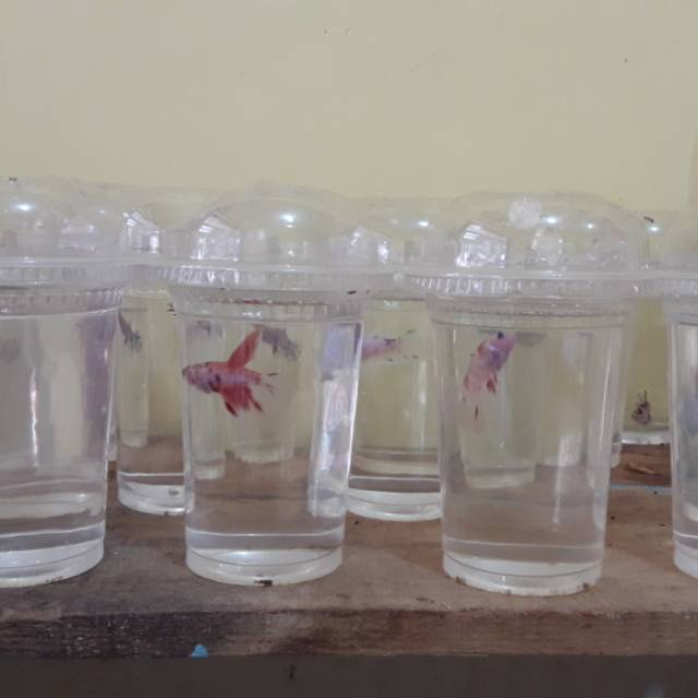 Ikan cupang koi emerald