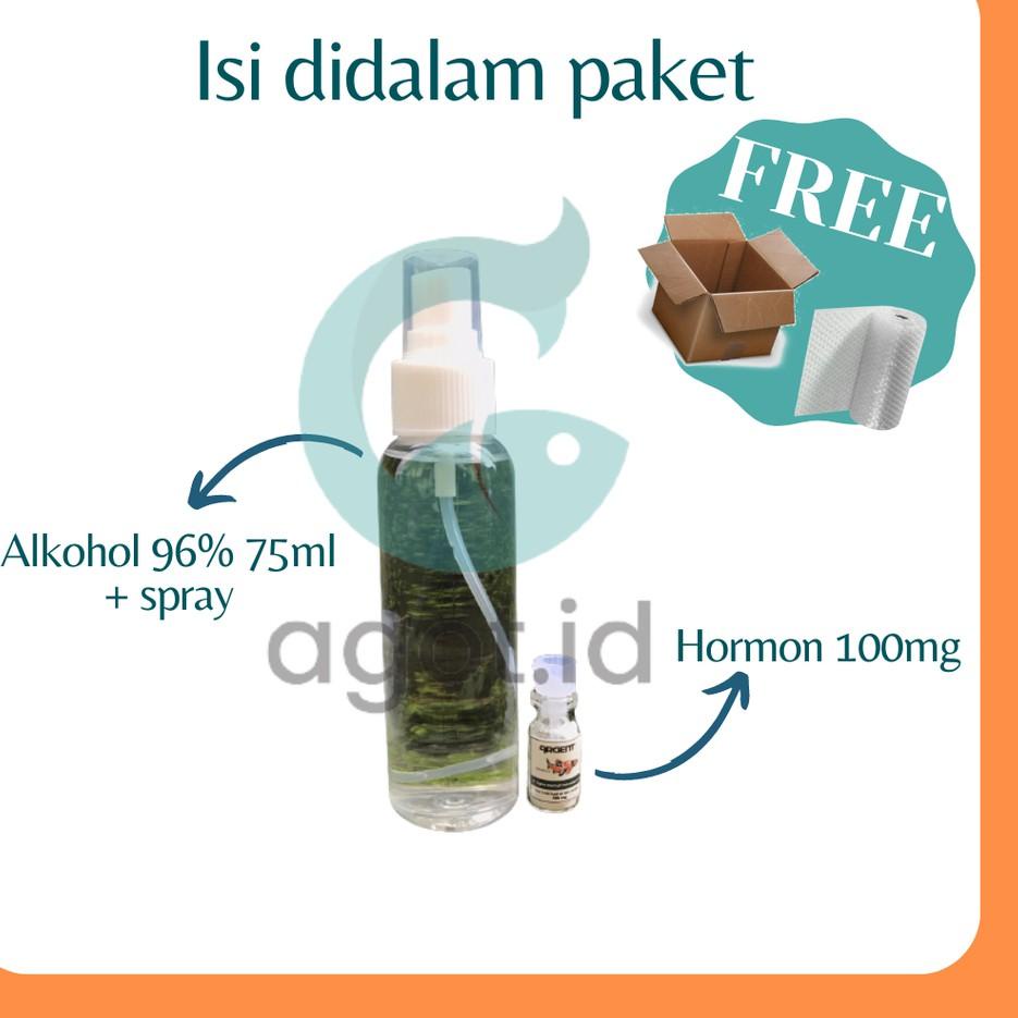 [PROMO FWN70] 17A metil testosteron hormon jantanisasi ikan 100mg / 17 A MT Testosteron Terkini