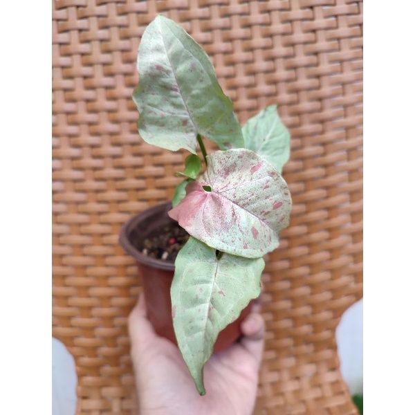 Syngonium Milk Confetti