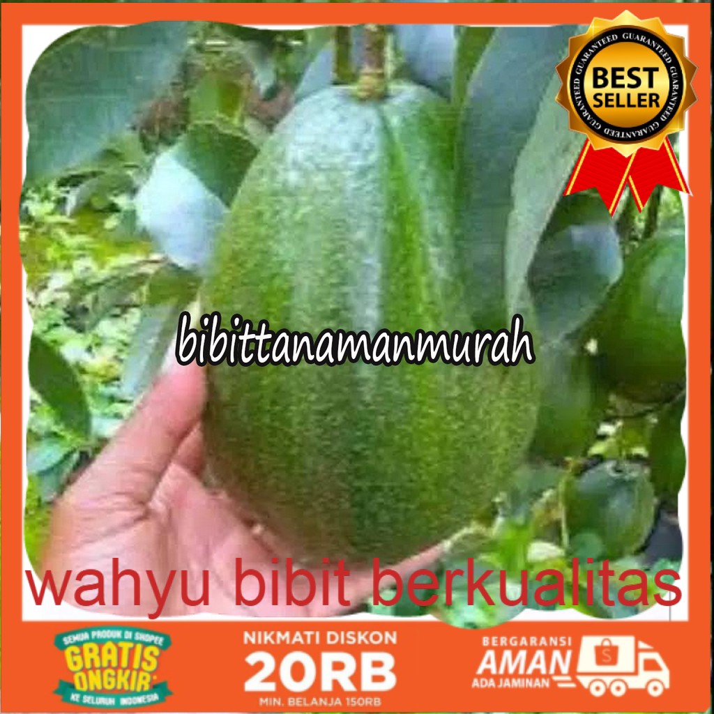 Bibit buah alpukat miki depok